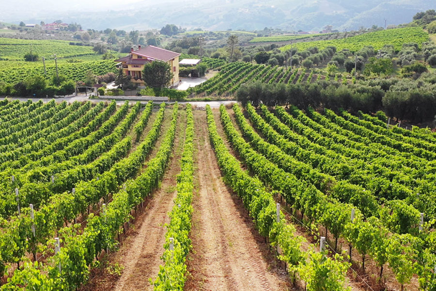 Fontana Reale | Azienda Agricola